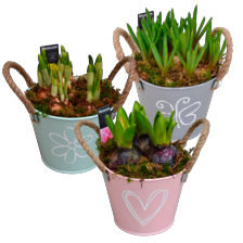 Bollen in zinken pot